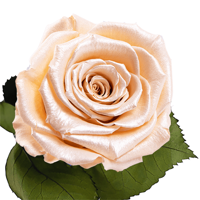 Longlife roos metallic peach Longlife roos metallic peach