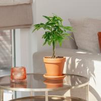 Pachira Aquatica - Geldboom - P17