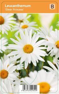 Vips Leucanthemum Silver Princess - Dwergmargriet