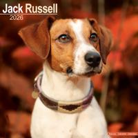 Jack Russell Terrier Kalender 2026