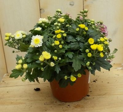 3 stuks! Mini bol chrysant geel - Warentuin natuurlijk