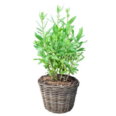 Planten of bloemen mand - rond - rotan - gevlochten riet - D25 x H22 cm - bloempot