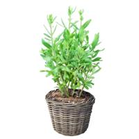 Planten of bloemen mand - rond - rotan - gevlochten riet - D25 x H22 cm - bloempot Planten of bloemen mand - rond - rotan - gevlochten riet - D25 x H22 cm - bloempot