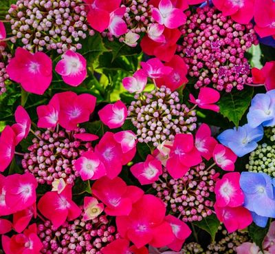 Scherm Hortensia