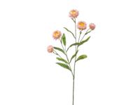 Kunst xerochrysum spray pink, 70 cm Hortus - Hortus