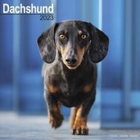 Kalender - 2023 Dachshund - Kalender (9781839416965) - thumbnail