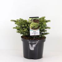 Picea abies little gem - Warentuin natuurlijk Picea abies little gem - Warentuin natuurlijk