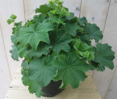 Vrouwenmantel - Warentuin natuurlijk