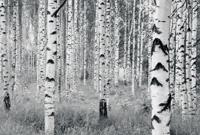 Noordwand Komar Munich Design Fotobehang Woods - V8-724