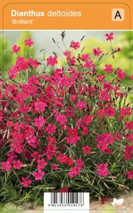 Vips Dianthus deltoides Brilliant - Steenanjer