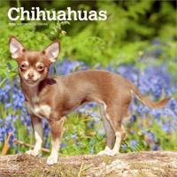 Chihuahua Kalender 2026