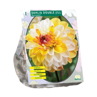 Dahlia Double Jill 1 stuks bloembollen Baltus - Baltus