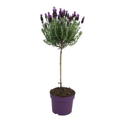 Lavendel st. Anouk (op stam) - P15