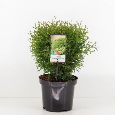 Thuja occidentalis tiny tim 25-30 cm - Warentuin natuurlijk