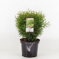 Thuja occidentalis tiny tim 25-30 cm - Warentuin natuurlijk Thuja occidentalis tiny tim 25-30 cm - Warentuin natuurlijk