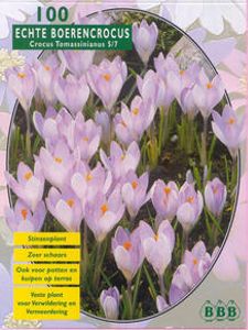 Krokus
