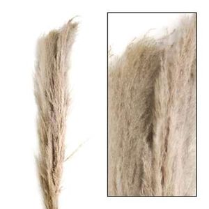 Pampas pluim 3 stuks - 150 cm - Leen Bakker