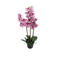 Phalaenopsis Orchidee in pot x3 60 cm Tiger Cerise kunstplant Buitengewoon de Boet - Buitengewoon de boet