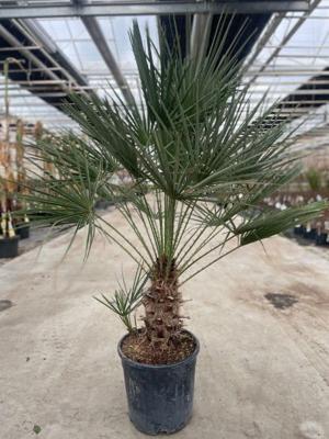 Chamaerops humilis 18 liter pot - Oosterik home