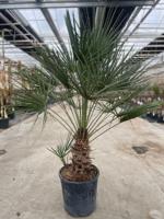 Chamaerops humilis 18 liter pot - Oosterik home
