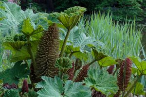 Gunnera