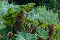 Gunnera