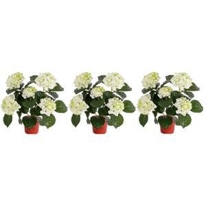 Mooie kunstplant met bloemen - 3x - Hortensia - creme wit - H36 cm - Dia 10 cm