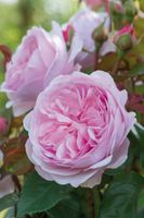 Zalm/Roze Engelse roos