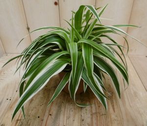 2 stuks! Chlorophytum ocean - Warentuin Natuurlijk