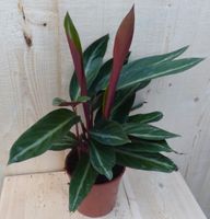 Calathea Trio Star Pauwenplant smal blad met wit 30 cm - Warentuin Natuurlijk