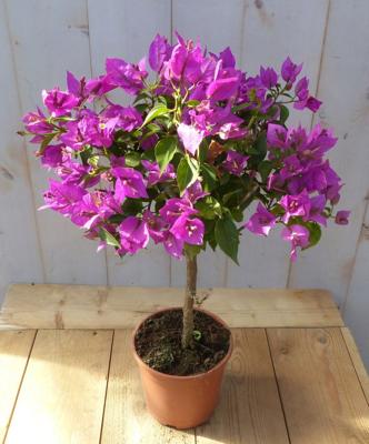 Bougainvillea roze op stam 40 cm Warentuin Natuurlijk - Warentuin natuurlijk