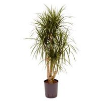 Dracaena marginata L hydrocultuur plant