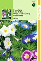 Convolvulus Tricolor Gemengd - Hortitops