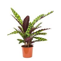 Calathea insignis S kamerplant