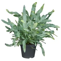 Blauwvaren - Phlebodium Aureum Blue Star 40cm