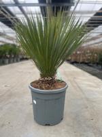 Yucca rostrata 20 liter pot - Oosterik home