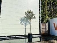 Olijfboom - Olea Europaea