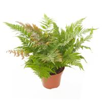 Rode Sluiervaren (Dryopteris Erythrosora) - P 17 cm