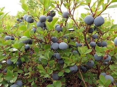 Blauwe bes