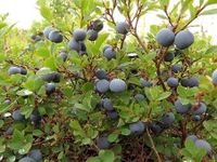 Blauwe bes