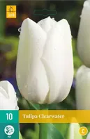 X 10 Tulipa Clearwater - thumbnail