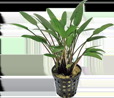 AquaVitaal Cryptocoryne Nevelli