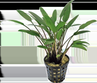 AquaVitaal Cryptocoryne Nevelli