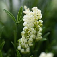 Kunstplant Lavendel Bol UV Wit 60cm in pot