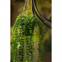 Emerald Emerald Kunstplant hangend in pot ficus pumila 60 cm - thumbnail