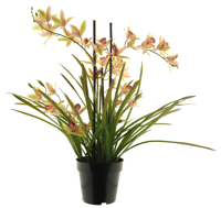 Meadow orchid plant w/pot pink 71cm