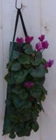 Hangzak met cyclamen eenjarige mix Warentuin Natuurlijk - Warentuin natuurlijk