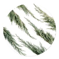 Muurcirkel Dennetakken 20 Aluminium Geen - thumbnail