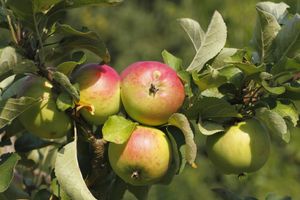 Halfstam dikke Appelboom