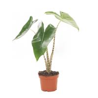 Alocasia Zebrina (mini) - P 11 cm Alocasia Zebrina (mini) - P 11 cm